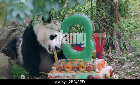 Panda gigante. Specie: Melanoleuca,genere: Ailuropoda,Famiglia: Ursidae,Ordine: Carnivora,Classe: Mammalia,Phylum: Chordata,Regno: Animalia,Panda gigante,Orso,bei bei,compleanno,Celebrazione,torta di ghiaccio,trattamento del ghiaccio,arricchimento,Video Still Foto Stock