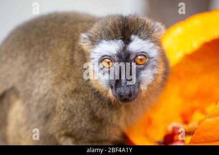 Lemur con la faccia rossa. Specie: rufus,genere: Eulemur,Famiglia: Lemuridae,Ordine: Primati,Classe: Mammalia,Phylum: Chordata,Regno: Animalia,Lemur con fronte rosso,Lemur,Primate,zucca,Ringraziamento Foto Stock