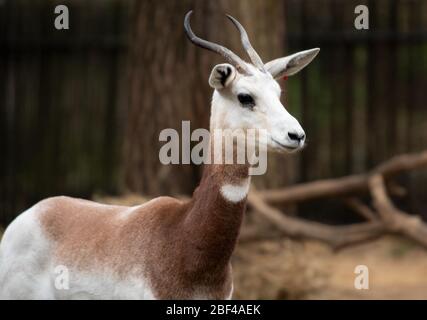 Dama Gazelle. Specie: dama,genere: Nanger,Famiglia: Bovidae,Ordine: Artiodactyla,Classe: Mammalia,Phylum: Chordata,Regno: Animalia,Dama Gazelle,Gazelle,ungulati anche-toed Foto Stock