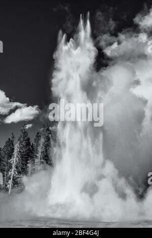 Il Grand Geyser eruttò nel Parco Nazionale di Yellowstone. Foto Stock