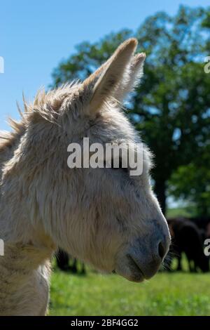 Super cute primo piano profilo della testa e del viso di un asino marrone chiaro, testa e faccia fuzzy con orecchie lunghe, occhi delicati e bush sopracciglia su un sole Foto Stock