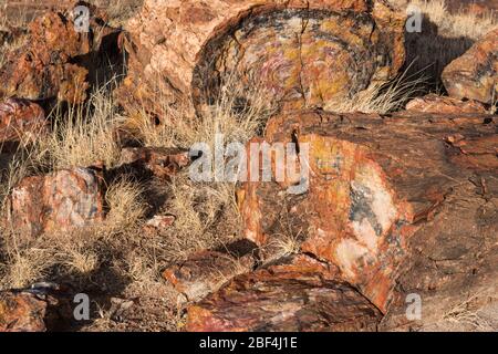 Tress pietrificato nel Parco Nazionale della Foresta pietrificata. Foto Stock