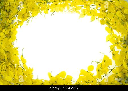 Doccia dorata (cassia fistola) su sfondo bianco, albero nazionale della Thailandia Foto Stock