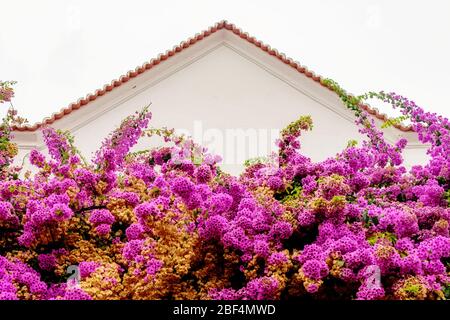 La pianta di bouganvillea rosa a fiore tardivo sale fino ad un tetto di terracotta Foto Stock