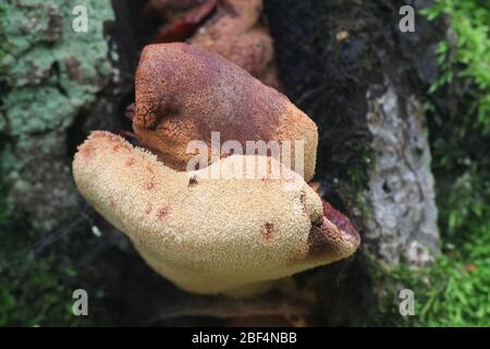 Fistulina hepatica, nota come fungus di bistecca, polipore di bistecca, lingua di bue e funghi di lingua, coltivando su quercia in Finlandia Foto Stock