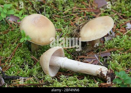Cortinarius caperatus, noto come la zingara, funghi selvatici funghi commestibili dalla Finlandia Foto Stock