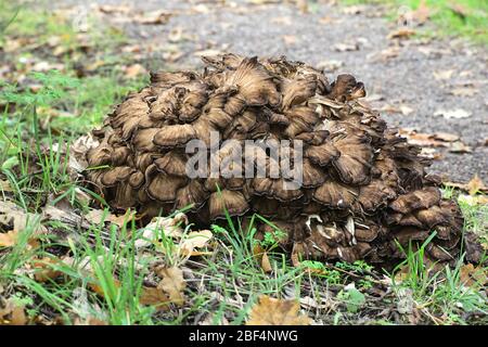 Grifola frondosa, noto come maitake, gallina di boschi e di ram la testa selvatici funghi commestibili con proprietà medicinali Foto Stock