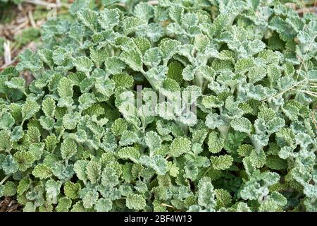 Primo piano Macro di pianta di Horehound che cresce in Texas. Motivo di sfondo verde Foto Stock