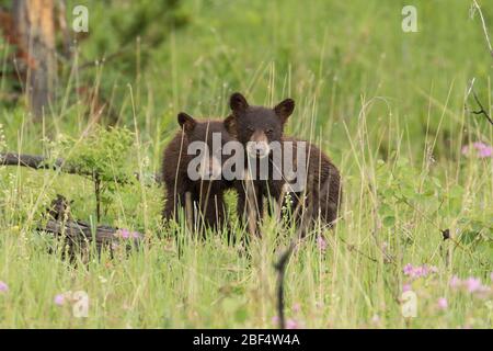 Cinnamon Black Bear Cubs nel Parco Nazionale di Yellowstone. Foto Stock