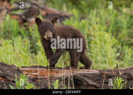 Cinnamon Black Bear Cubs nel Parco Nazionale di Yellowstone. Foto Stock