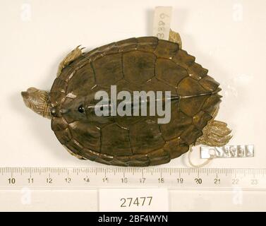 Graptemys Versa. 2 ottobre 20181 Foto Stock