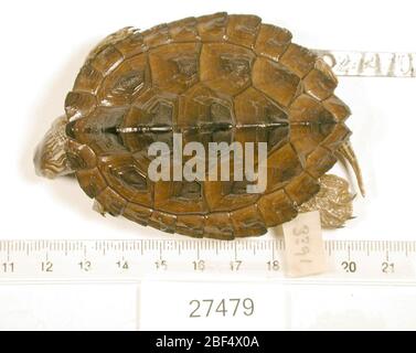 Graptemys Versa. 2 ottobre 20181 Foto Stock