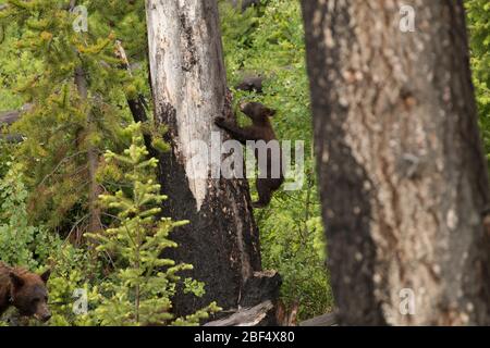 Cinnamon Black Bear Cub sale un albero, mentre la mamma cammina sotto nel Parco Nazionale di Yellowstone. Foto Stock