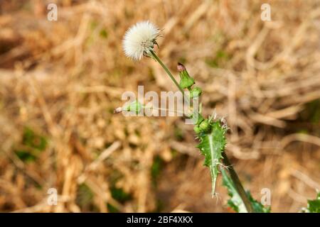 Sow Spiny Thistle bianco puff fiore (Sonchus asper) pianta che cresce in Texas Foto Stock