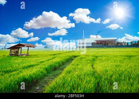 Impianto verde impianti processi ecologici che vivono con aria pulita campo di riso verde. Foto Stock