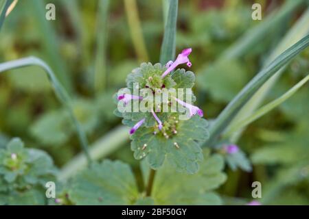 Primo piano Macro di fiori viola su Hennit (Lamium amplexicaule) pianta in Texas. Foto Stock