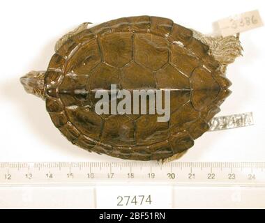 Graptemys Versa. 2 ottobre 20181 Foto Stock