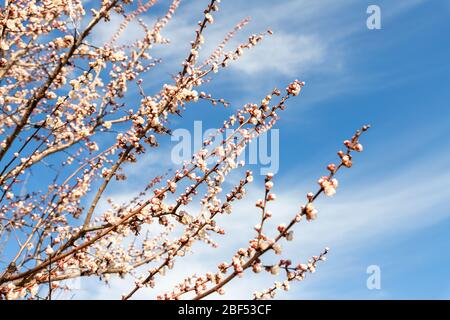 Bello organico naturale fioritura albicocca rami contro blu cielo chiaro sfondo in giorno luminoso sole. Primavera fioritura fiore scena natura Foto Stock