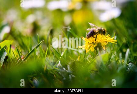 L'ape gode di una giornata di sole e raccoglie il miele su un fiore di dente di leone. Foto Stock