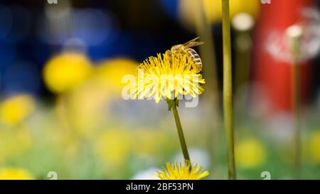 L'ape gode di una giornata di sole e raccoglie il miele su un fiore di dente di leone. Foto Stock