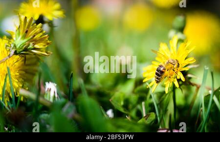 L'ape gode di una giornata di sole e raccoglie il miele su un fiore di dente di leone. Foto Stock