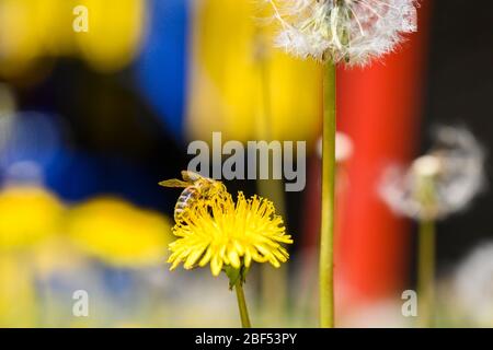 L'ape gode di una giornata di sole e raccoglie il miele su un fiore di dente di leone. Foto Stock