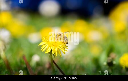 L'ape gode di una giornata di sole e raccoglie il miele su un fiore di dente di leone. Foto Stock