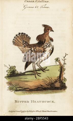 Gallo ruffato o cazzo di cazzo, Bonasa umbellus. Incisione in copperplate a mano da Samuel Galton Jr. Di Storia Naturale degli Uccelli contenente una varietà di fatti selezionati da diversi scrittori per il divertimento e l'istruzione dei bambini, Londra, Joseph Johnson, 1791. Foto Stock