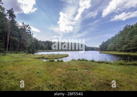 Lago Suchar Wielki nella zona del Parco Nazionale di Wigry vicino al villaggio di Slupie all'interno della contea di Suwalki, Voivodato di Podlaskie nella Polonia nordorientale Foto Stock