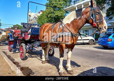 Cavalli di fronte ad una carrozza nel centro turistico di Swinemünde. Swinoujscie, Polonia Foto Stock