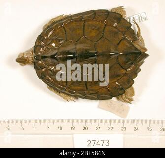 Graptemys Versa. 2 ottobre 20181 Foto Stock