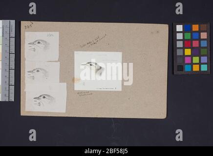 Robert Ridgway Bird Head disegno 245. Questo disegno o incisione di teste di uccello è stato usato in Spencer F. Foto Stock