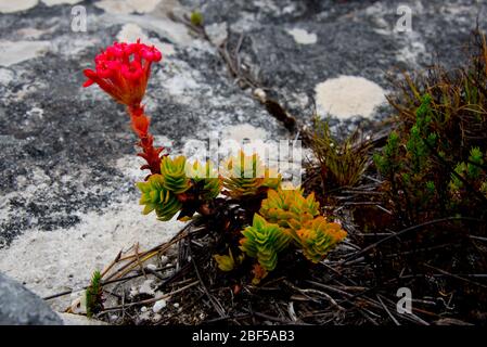 fynbos endemica flora del capo a table mountain, città del capo, sud africa Foto Stock