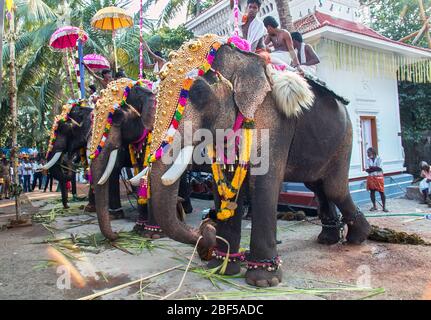 Gli elefanti caparisoned decorate divinità incorporato in golden Kolams tenuto con ombrelloni colorati da thrissur pooram,Kerala, India Foto Stock