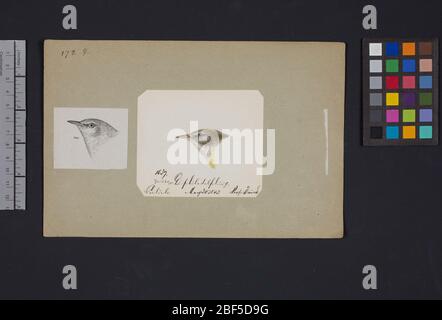 Robert Ridgway Bird Head disegno 172 femmina. Questo disegno o incisione di teste di uccello è stato usato in Spencer F. Foto Stock