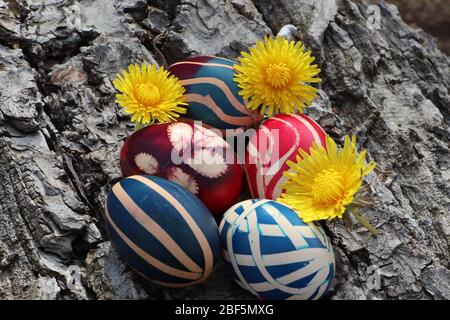 Uova dipinte colorate con fiori di dente di leone su uno sfondo corteccia di noce Foto Stock