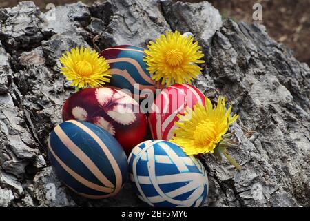 Uova dipinte colorate con fiori di dente di leone su uno sfondo corteccia di noce Foto Stock