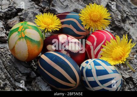 Uova dipinte colorate con fiori di dente di leone su uno sfondo corteccia di noce Foto Stock