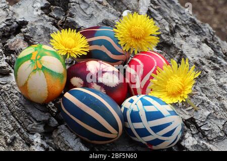 Uova dipinte colorate con fiori di dente di leone su uno sfondo corteccia di noce Foto Stock