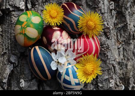 Uova di Pasqua con fiori su una corteccia di un albero di noce Foto Stock