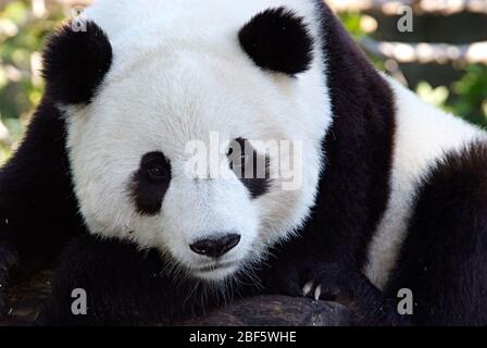 Panda gigante. Tai Shan specie: Melanoleuca genere: Ailuropoda Famiglia: Ursidae Ordine: Carnivora Classe: Mammalia Phylum: Chordata Regno: Animalia Foto Stock