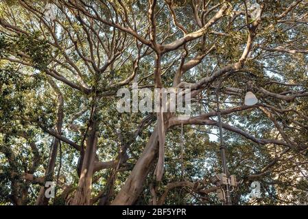 Moreton Bay fico chiamato anche banyan australiano nel Giardino Garibaldi parco Palermo, la capitale della regione autonoma della Sicilia Foto Stock