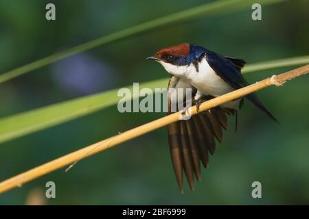 Swallow (Hirundo smithii) Gujarat, India Foto Stock
