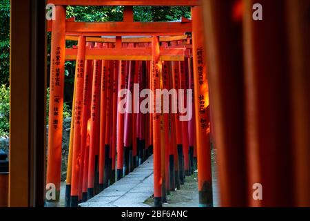 Tokyo, Giappone - 9 8 2019: Le file di archi rossi 'torii' nel santuario di Nezu Foto Stock