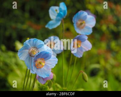 Bella Meconopsis blu, papaveri Himalayani, fioritura in un giardino estivo con fuoco morbido Foto Stock