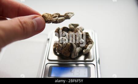 Ceppi di funghi psilocibin Foto Stock