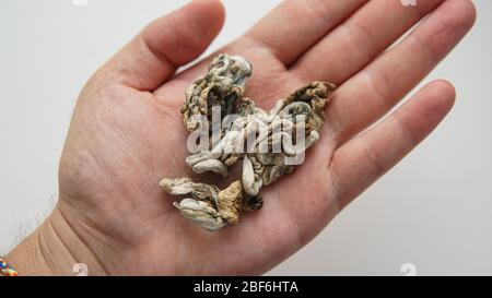 Ricerca medica di funghi psilocibin Foto Stock