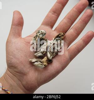 pesare una porzione di funghi allucinogeni su una bilancia Foto Stock