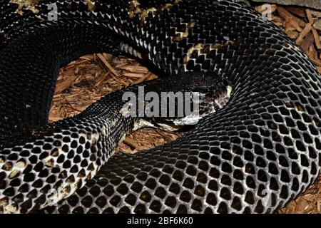 Legname Rattlesnake. Specie: Horridus,genere: Crotalus,Famiglia: Viperidae,Ordine: SQUAMATA,Classe: Reptilia,Phylum: Chordata,Regno: Animalia,Rettile,Snake Foto Stock