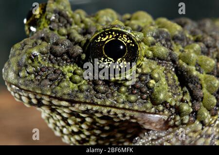 Specie: Corticale,genere: Theloderma,Famiglia: Rhacophoridae,Ordine: Anura,Classe: Amphibia,Phylum: Chordata,Regno: Animalia,Amphibian Foto Stock